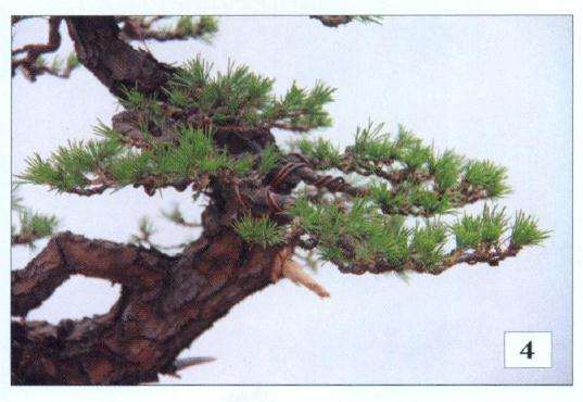 右侧枝整理后的效果图