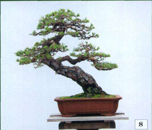 完成换盆作业后的正反两面树相