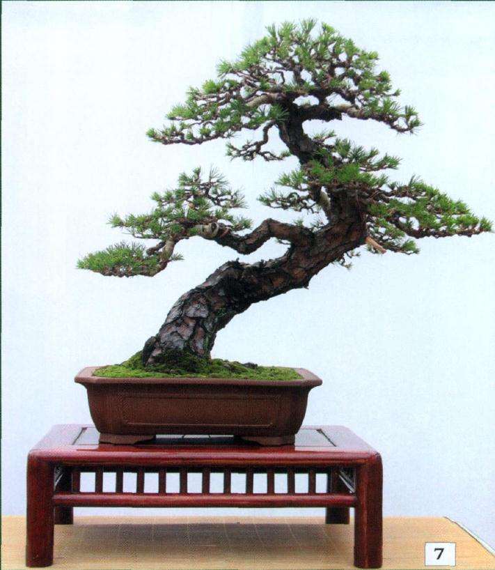 完成换盆作业后的正反两面树相