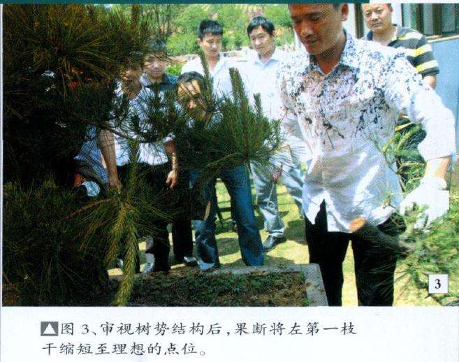 果断将左第一枝干缩至理想的点位