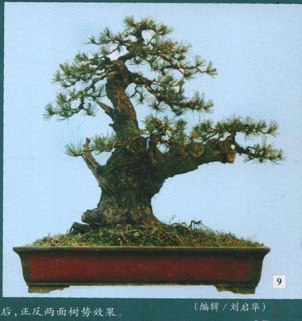 正反两面树势效果