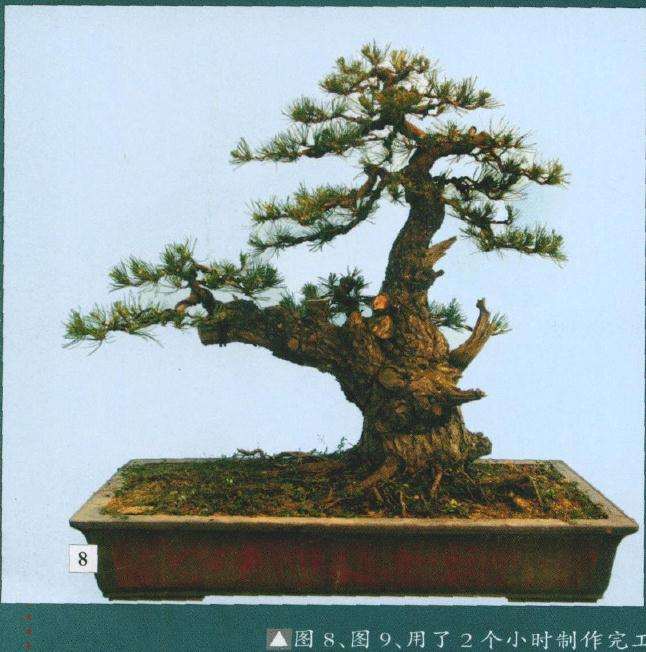 正反两面树势效果