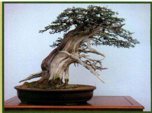 完成制作后的正反两面树相