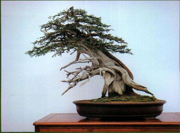 完成制作后的正反两面树相