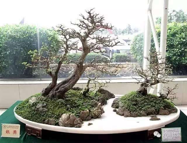 关于动势盆景怎么制作的4个方法