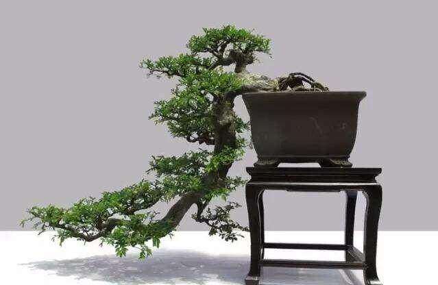 关于动势盆景怎么制作的4个方法