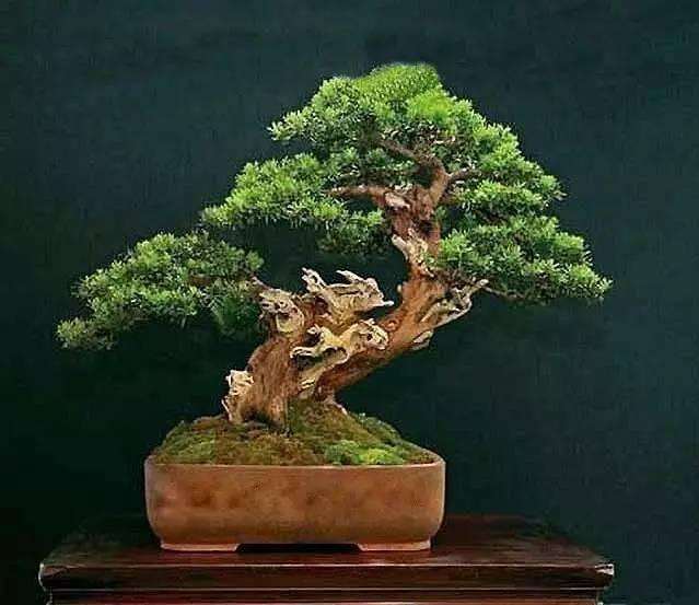 怎么制作动势盆景的4个艺术思想