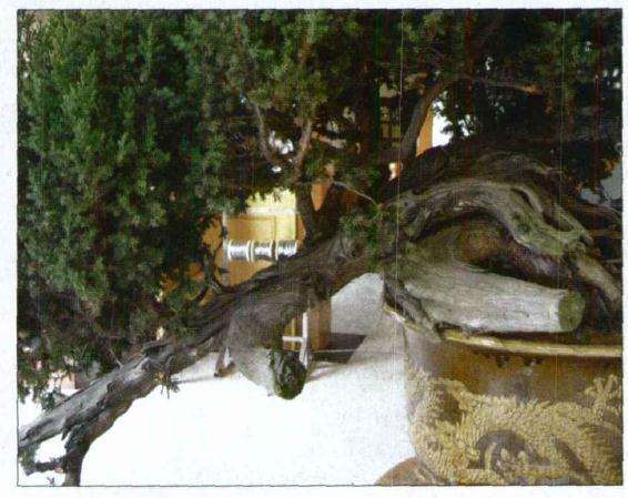 图解 刺柏盆景怎么初作的34个过程