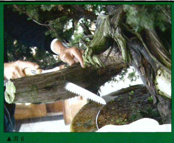 图解 刺柏盆景怎么初作的34个过程