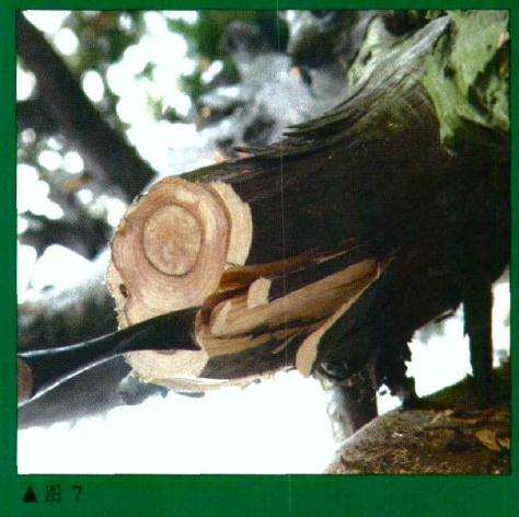 图解 刺柏盆景怎么初作的34个过程