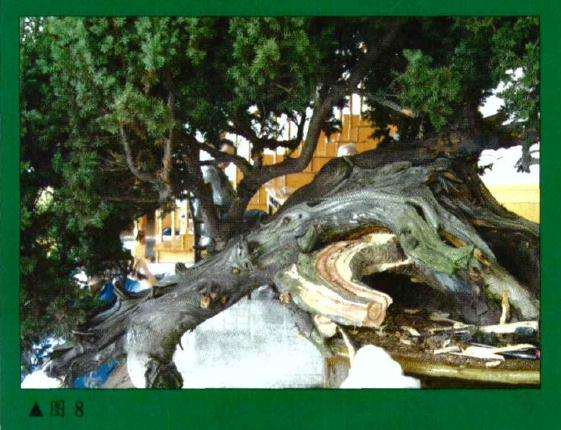 图解 刺柏盆景怎么初作的34个过程