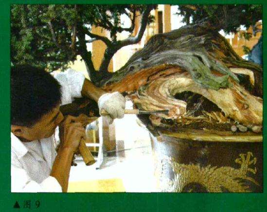 图解 刺柏盆景怎么初作的34个过程