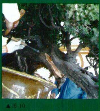 图解 刺柏盆景怎么初作的34个过程