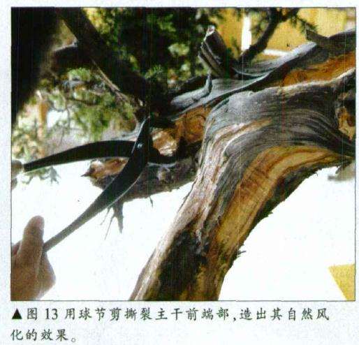 图解 刺柏盆景怎么初作的34个过程