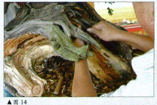 图解 刺柏盆景怎么初作的34个过程