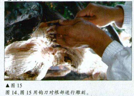 图解 刺柏盆景怎么初作的34个过程