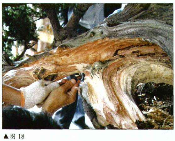 图解 刺柏盆景怎么初作的34个过程