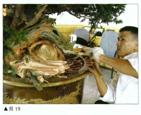 图解 刺柏盆景怎么初作的34个过程