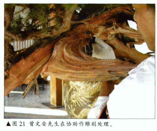 图解 刺柏盆景怎么初作的34个过程