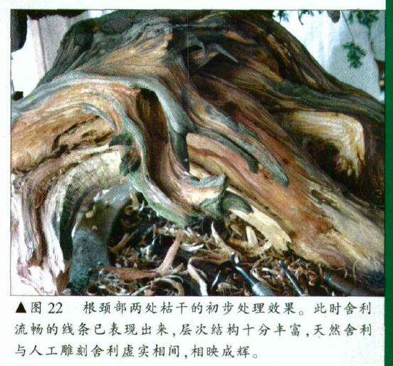 图解 刺柏盆景怎么初作的34个过程