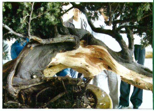 根颈干邵雕刻的初步效果