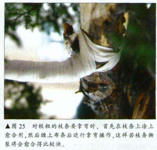 对较粗的枝条要拿弯时