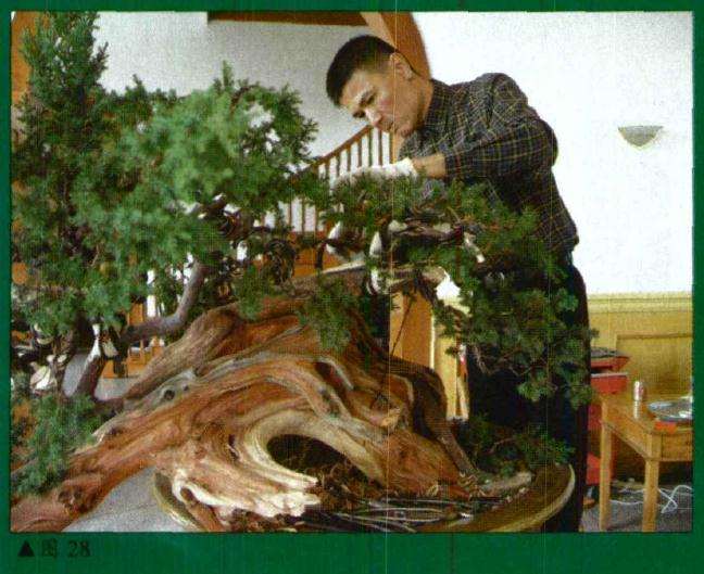 图解 刺柏盆景怎么初作的34个过程