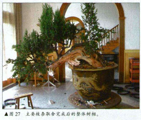 主要枝条取舍完成后的整体树相