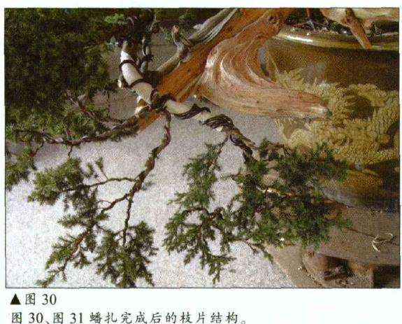 蟠扎完成后的枝片结构