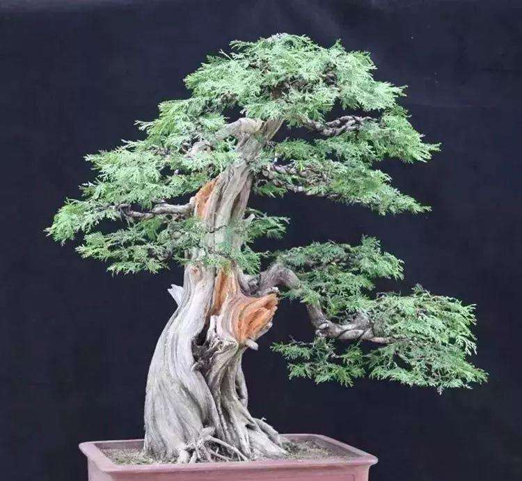 图解 侧柏盆景《枯柏叠翠》怎么制作的过程