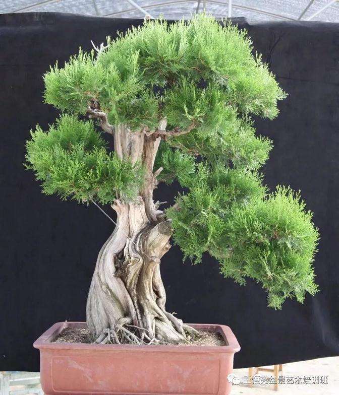 中所示为已培养十余年的侧柏原生树桩