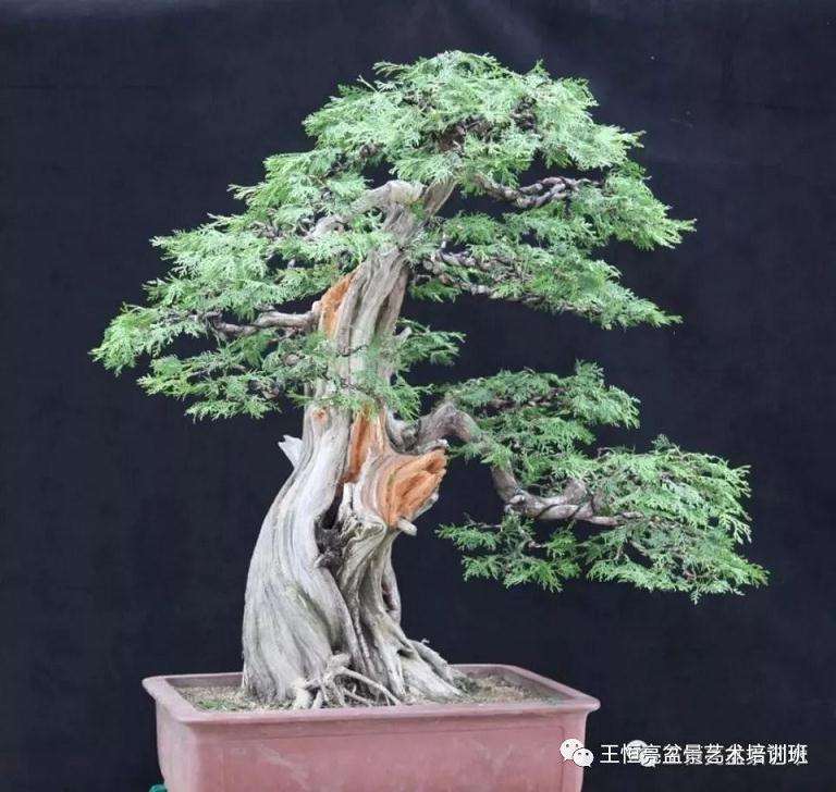 完成后的正面树相