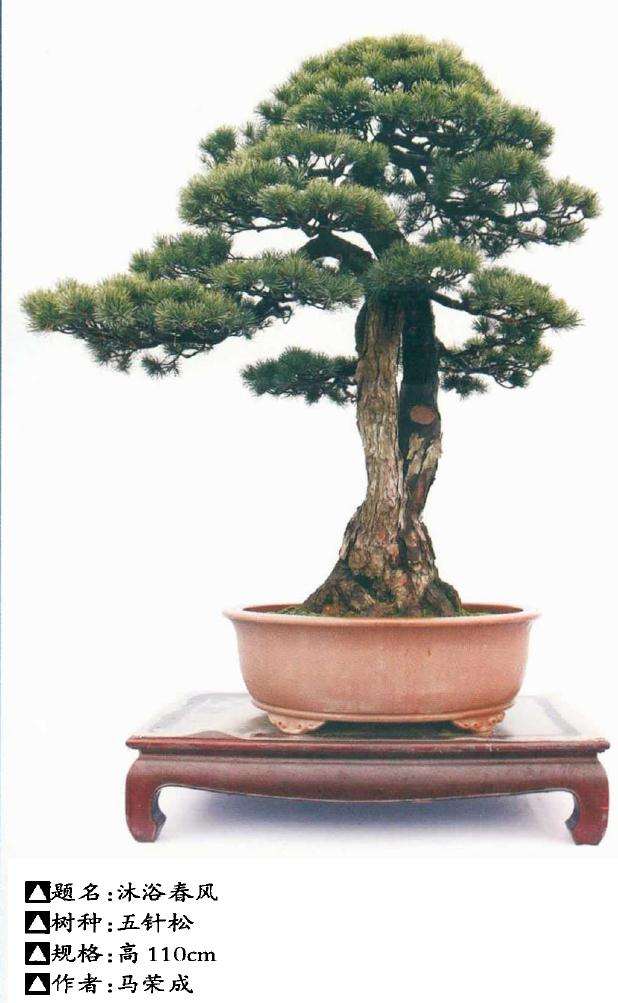 五针松盆景怎么苗培创作的方法