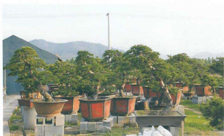 五针松盆景怎么苗培创作的方法