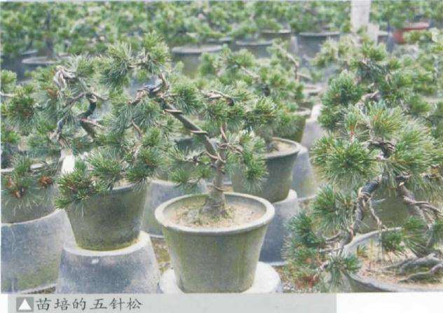 五针松盆景怎么苗培创作的方法