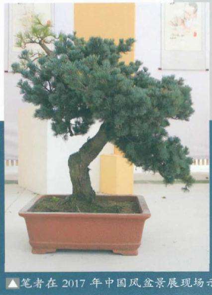 五针松盆景怎么苗培创作的方法