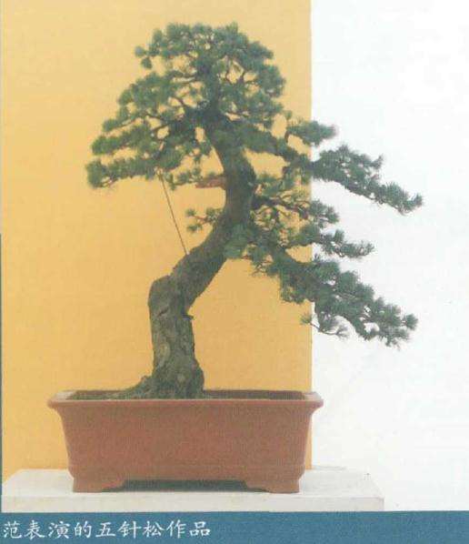 五针松盆景怎么苗培创作的方法