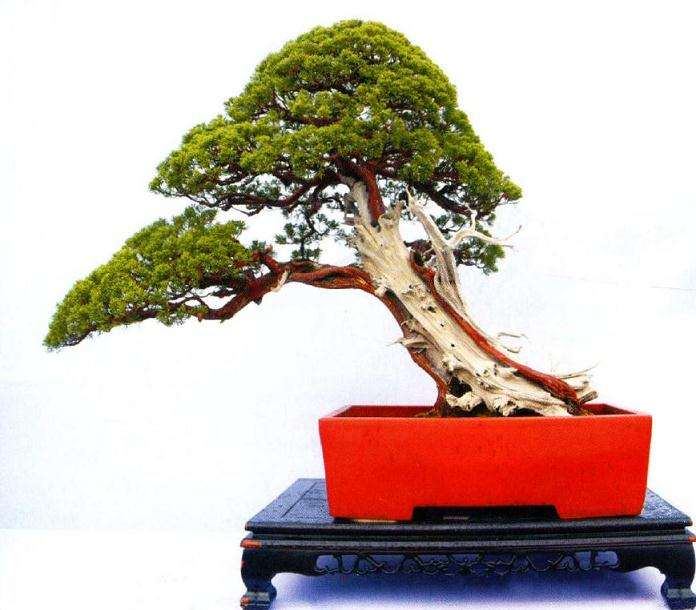 第六届金华盆景技能比赛