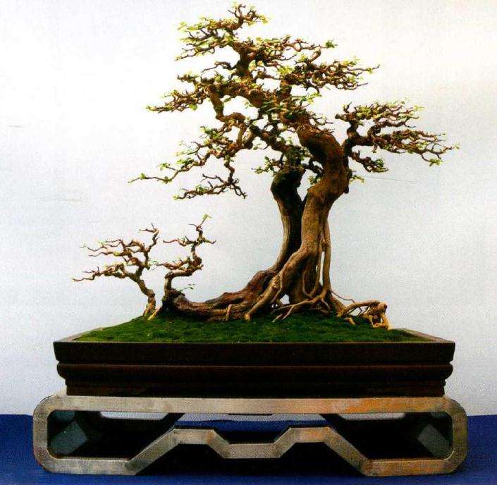 第十届女盆景师参展作品选登