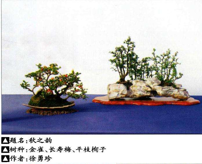 第十届女盆景师参展作品选登