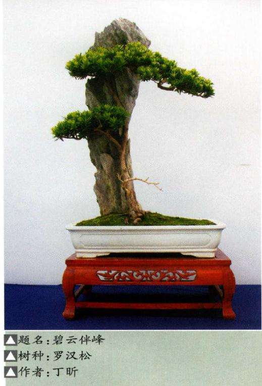 第十届女盆景师参展作品选登