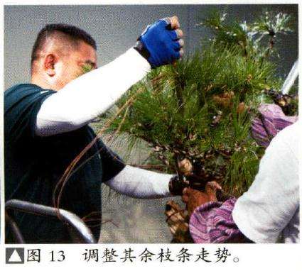 调整其余枝条走势