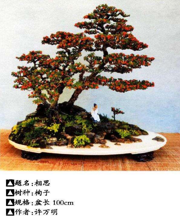 花木盆景杂志社将迎来第600期杂志