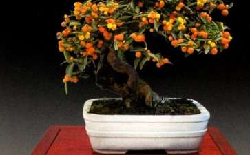 2021 花木盆景杂志社将迎来第600期杂志