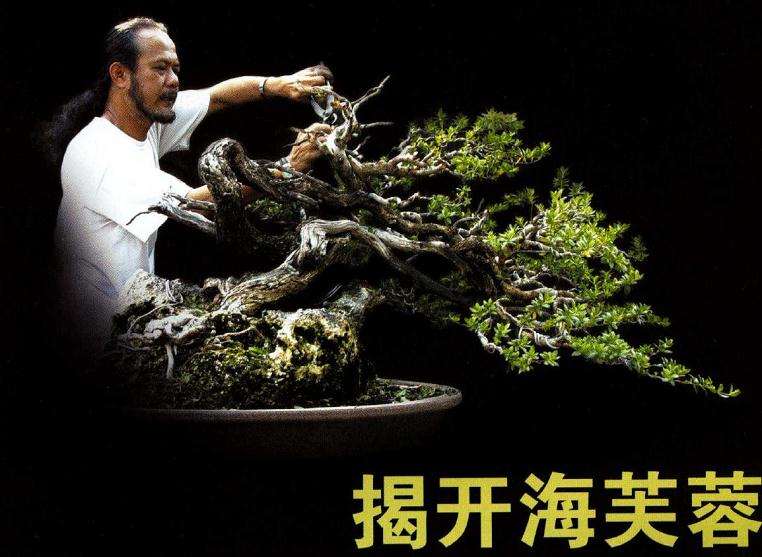 图解 印尼大师制作海芙蓉盆景的过程