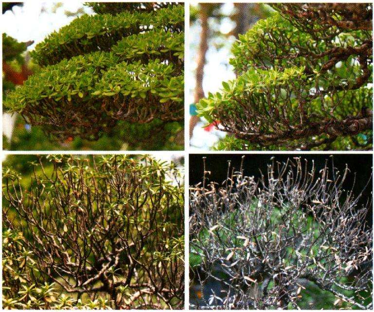 图解 印尼大师制作海芙蓉盆景的过程