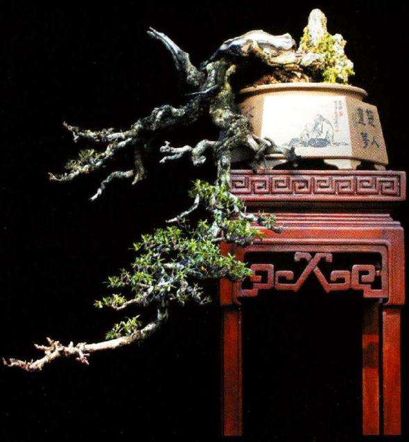 图解 印尼大师制作海芙蓉盆景的过程