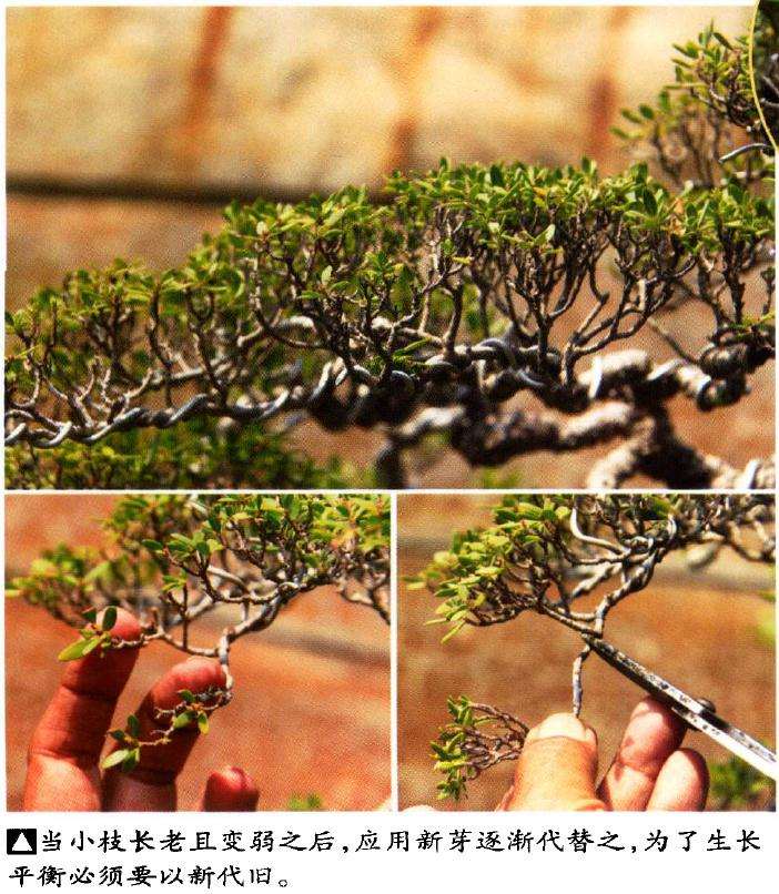 图解 印尼大师制作海芙蓉盆景的过程