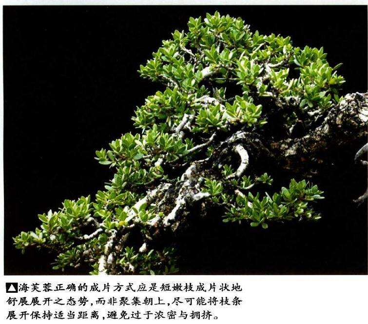 图解 印尼大师制作海芙蓉盆景的过程