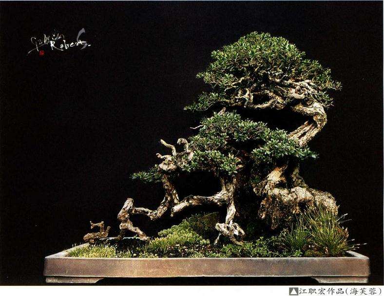 图解 印尼大师制作海芙蓉盆景的过程